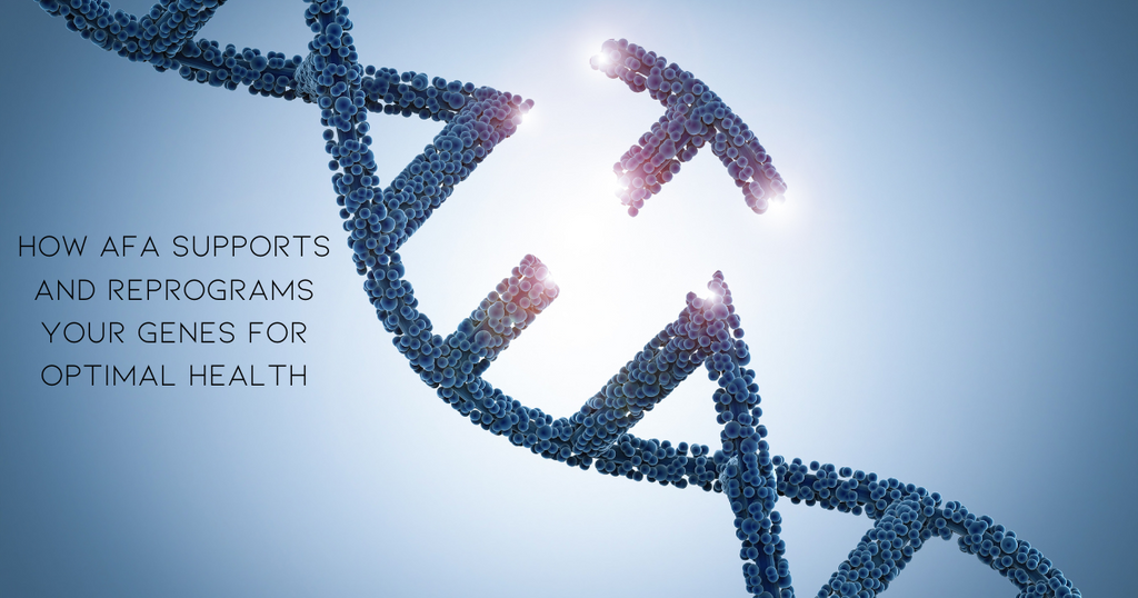 How AFA Supports and Reprograms Your Genes for Optimal Health