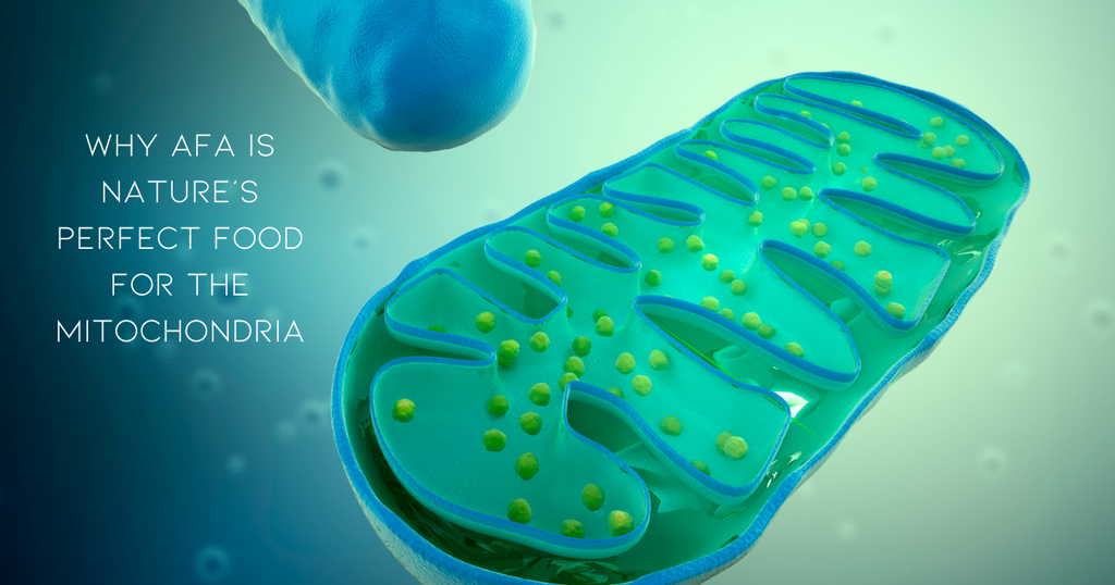 How AFA Is the Perfect Food for Your Mitochondria